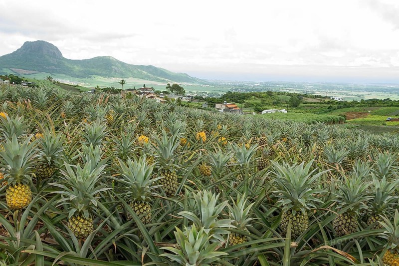 Pineapple field on tropical island