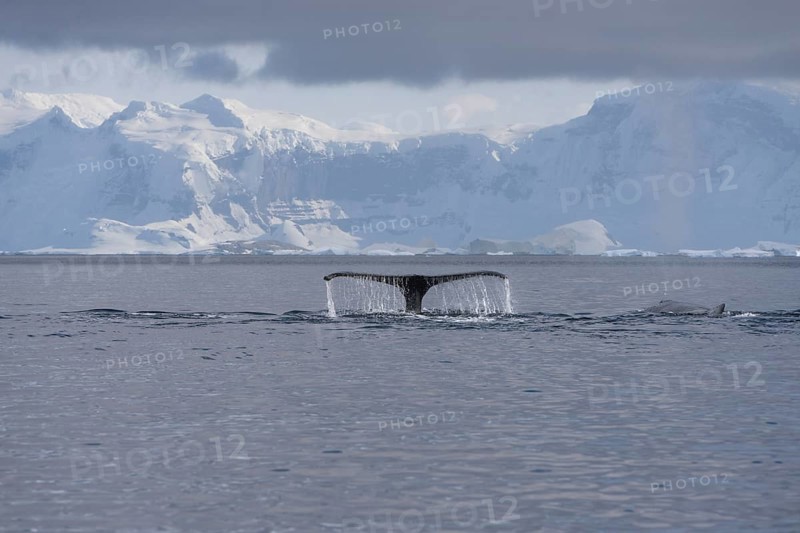 Fluke of a Humpback Whale (Megaptera novaeangliae)