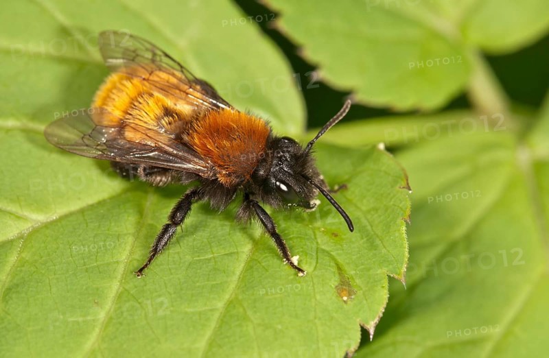 Tawny Mining Bee (Andrena fulva)
