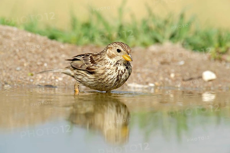Corn Bunting (Emberiza calandra) washing itself