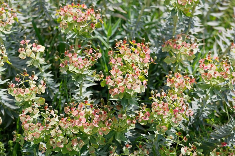 Flowering Myrtle Spurge (Euphorbia myrsinites)