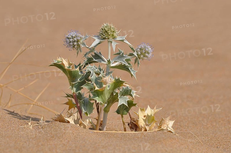 Sea Holly (Eryngium maritimum)
