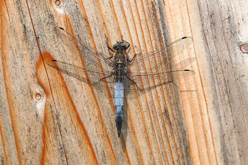 Black-tailed Skimmer (Orthetrum cancellatum)