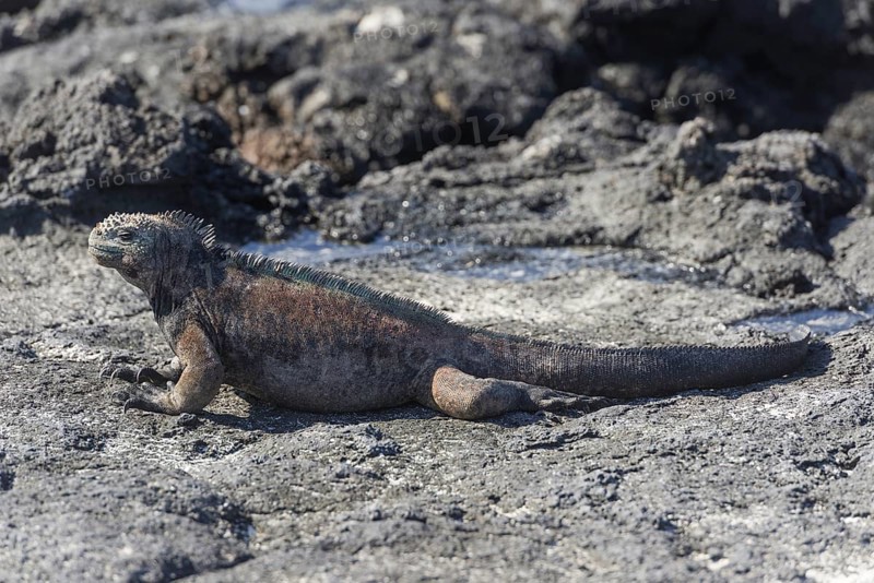 Marine Iguana (Amblyrhynchus cristatus)