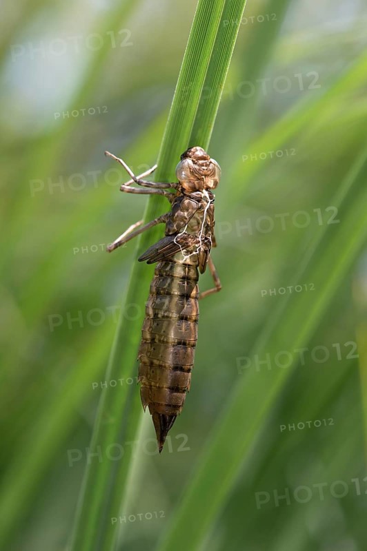Emperor Dragonfly (Anax imperator)