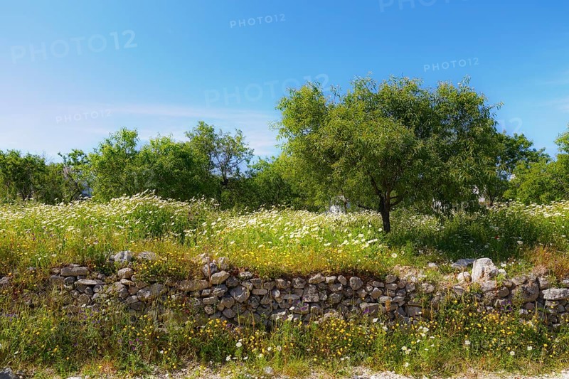 Natural stone wall and almond trees