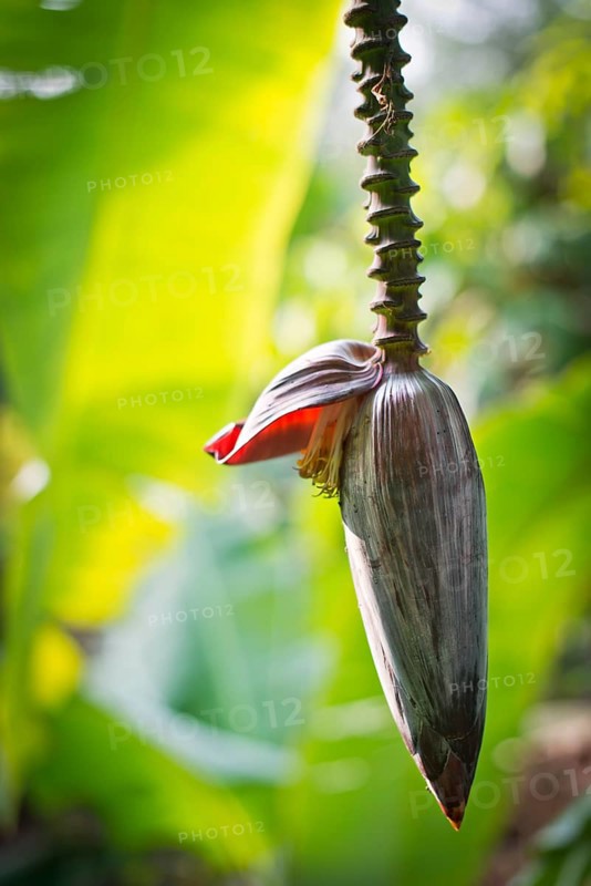 Banana flower (Musa paradisiaca)