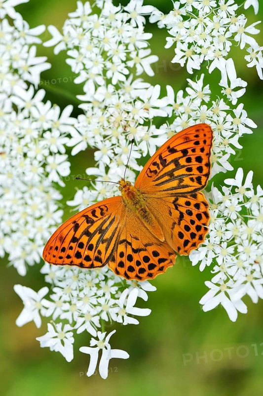 Silver-washed Fritillary (Argynnis paphia) perched on a Chervil plant (Anthriscus)