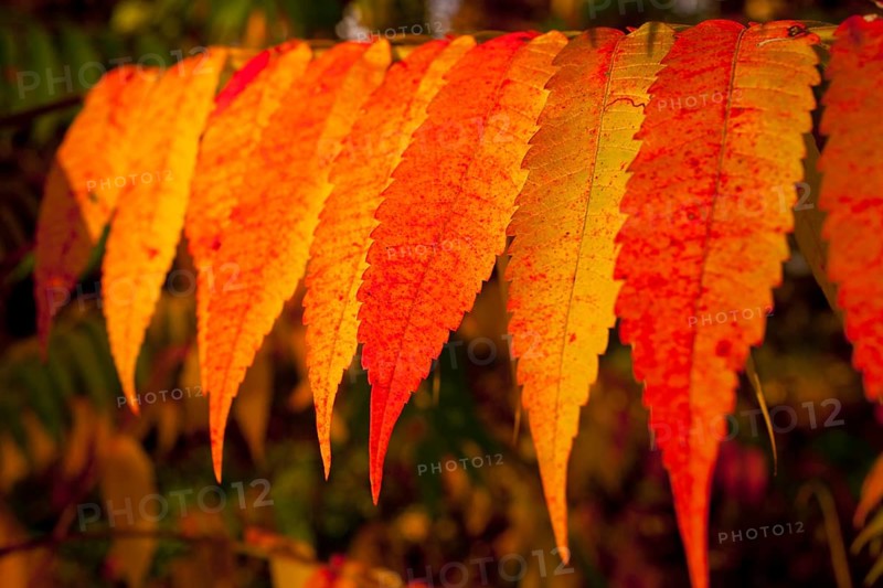 Autumnally coloured sumac leaves