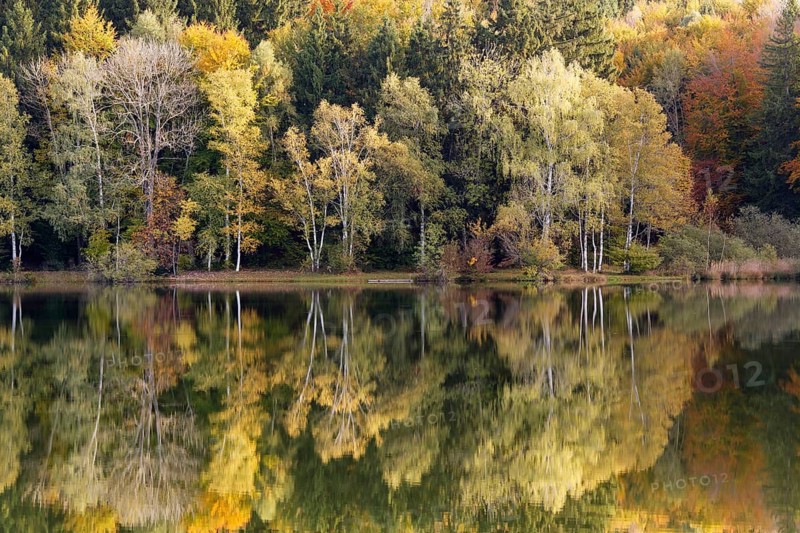 Autumn forest reflected in Lake Haarsee