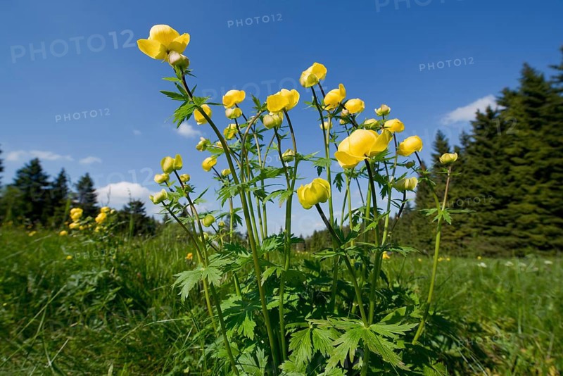 Globe Flower (Trollius europaeus)