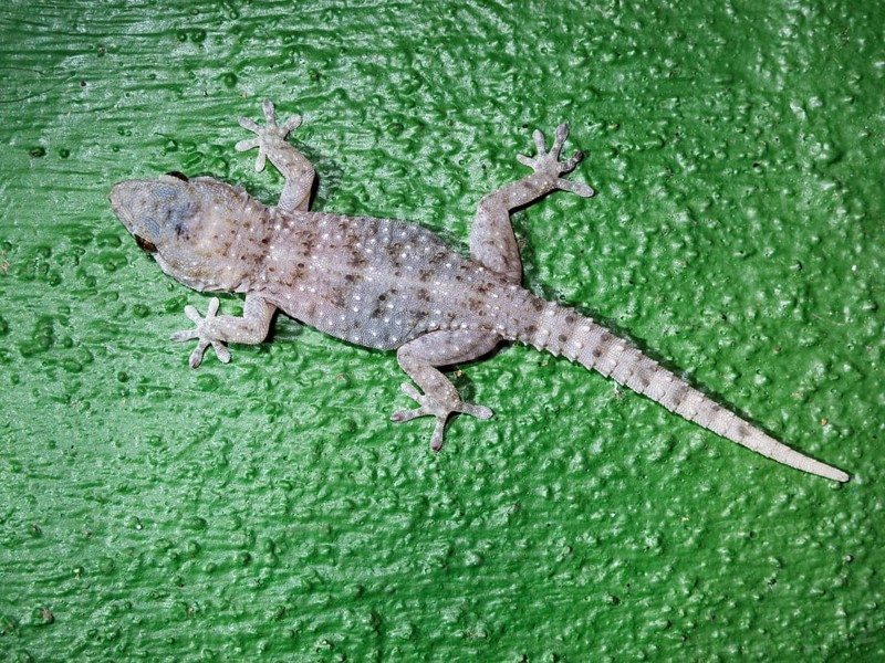 Gomero Wall Gecko (Tarentola gomerensis)