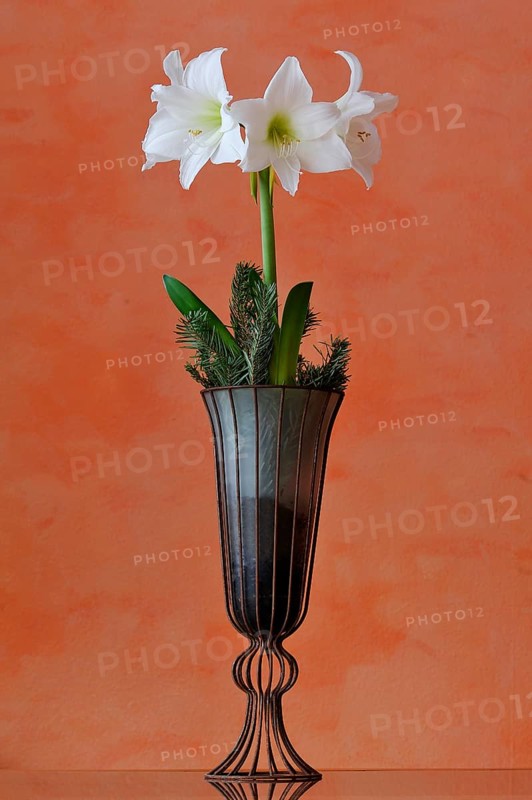Flowering white Amaryllis (Hippeastrum) in a vase against an orange wall