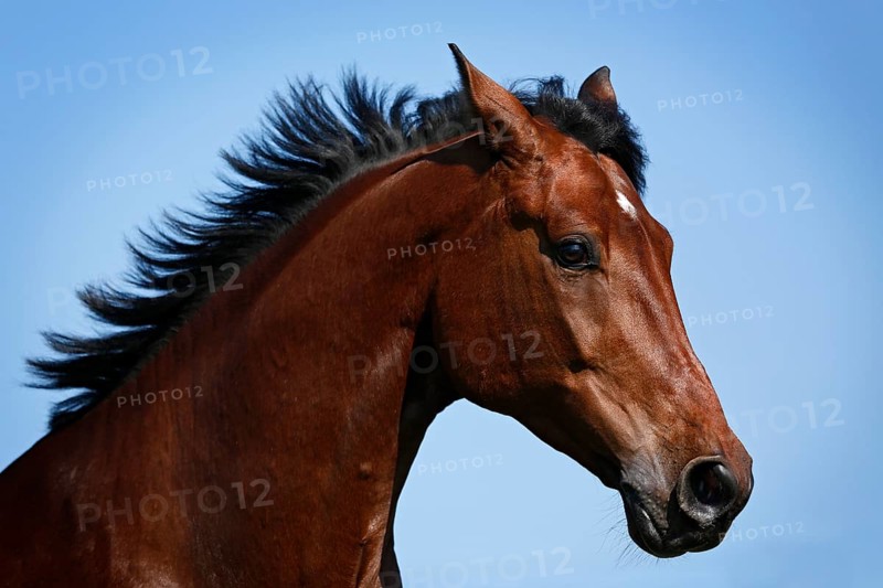Holsteiner horse