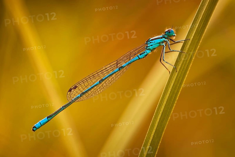 Azure Damselfly (Coenagrion puella)