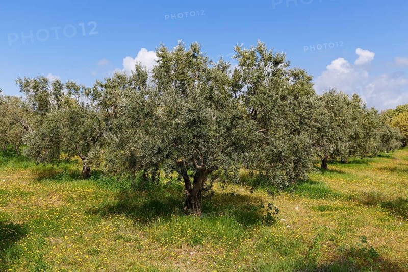 Olive grove