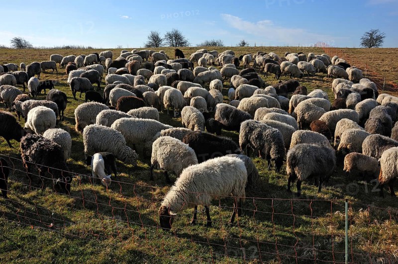 Flock of sheep in a pen on a pasture in the morning light