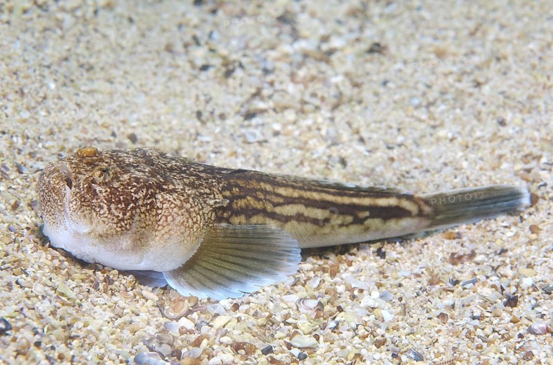 Atlantic stargazer (Uranoscopus scaber)