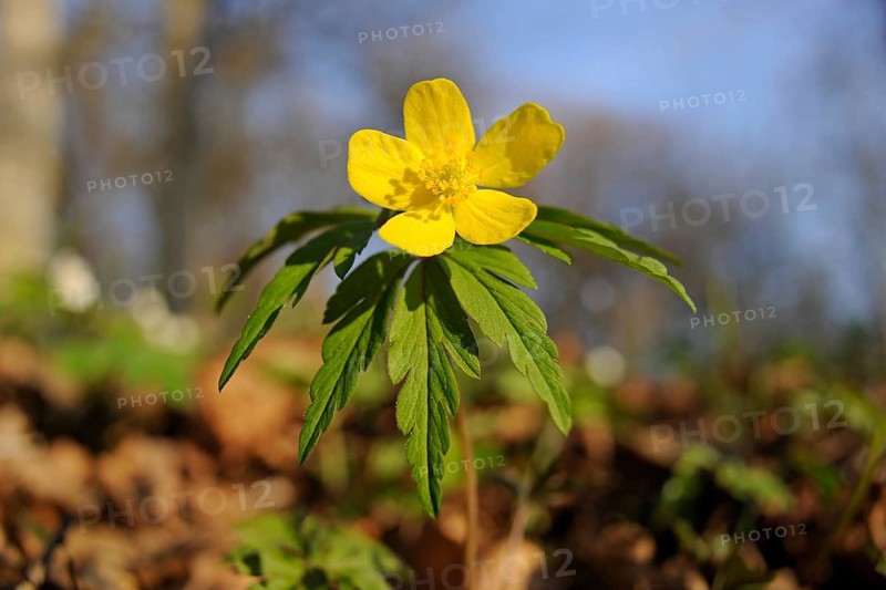 Yellow Wood Anemone or Buttercup Anemone (Anemone ranunculoides)