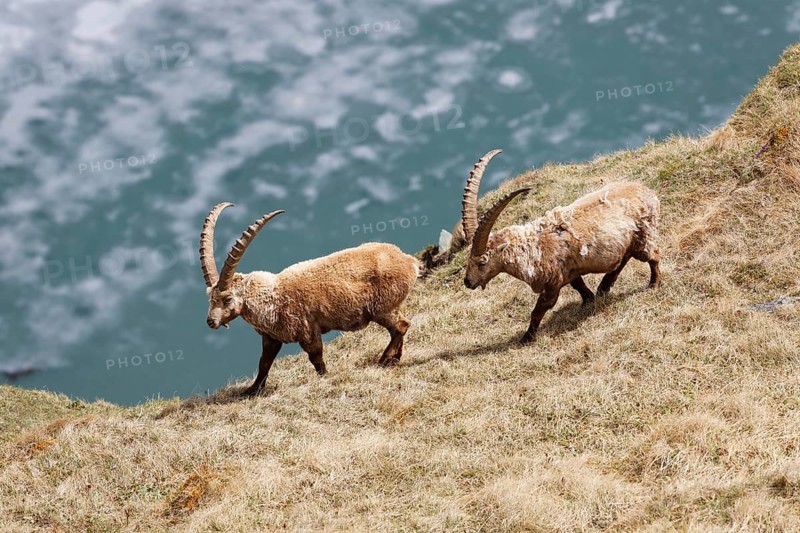 Alpine Ibex (Capra ibex)