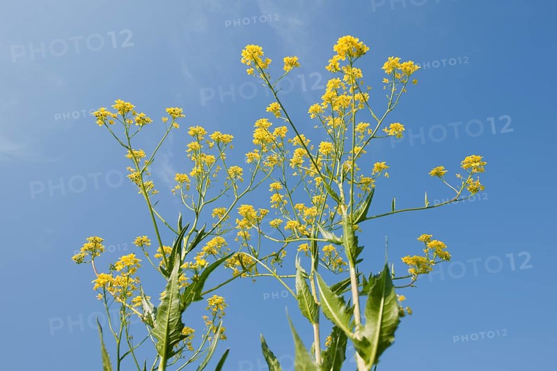Turkish Rocket (Bunias orientalis)