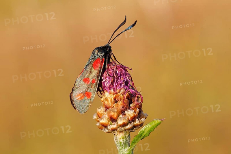 Six-spot Burnet (Zygaena filipendulae