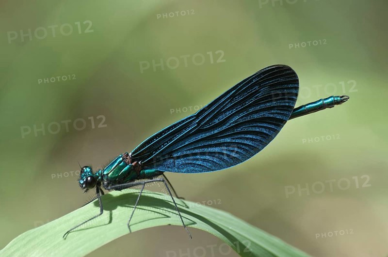 Blue-winged Beautiful Demoiselle (Calopteryx virgo)