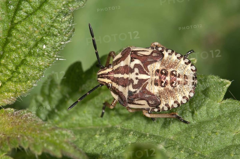Purple Shield Bug (Carpocoris purpureipennis)