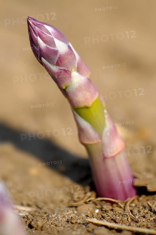 English asparagus spear growing in the field