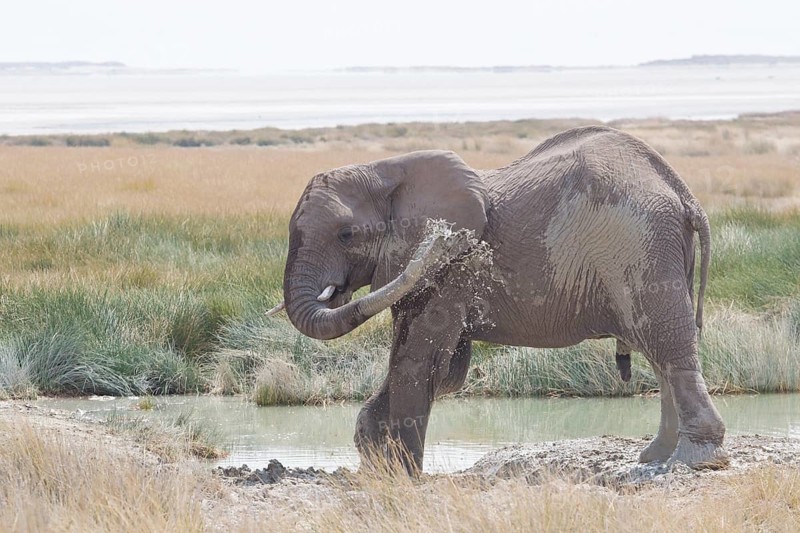 African Elephant (Loxodonta africana) sprayed itself with water