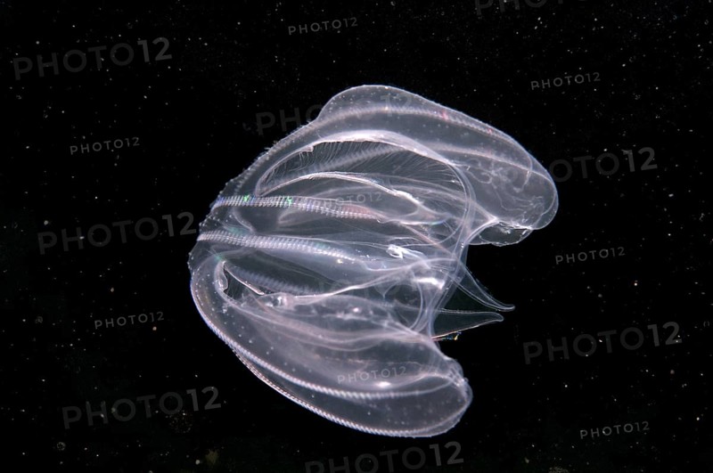 Warty Comb Jelly (Mnemiopsis leidyi)