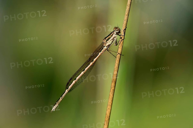 Common Winter Damselfly (Sympecma fusca)