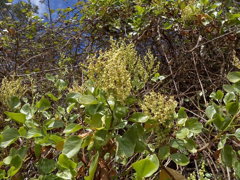 Canary Islands Sorrel (Rumex lunaria)