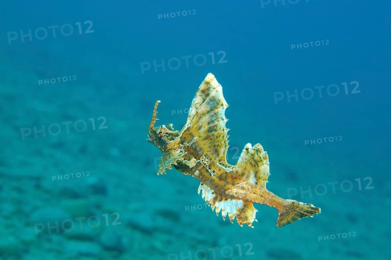 Barbed hunchback poacher (Agonomalus proboscidalis)