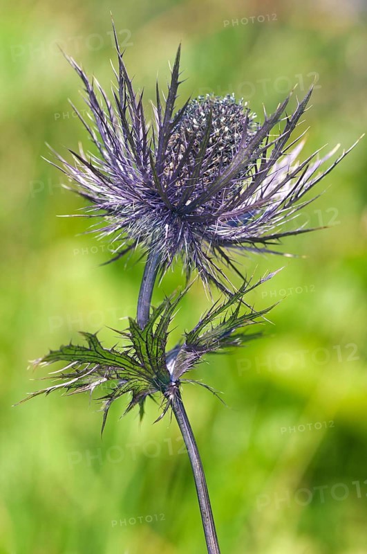 Alpine Sea Holly