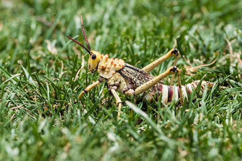 Phymateus Grasshopper (Phymateus morbillosus) in the grass