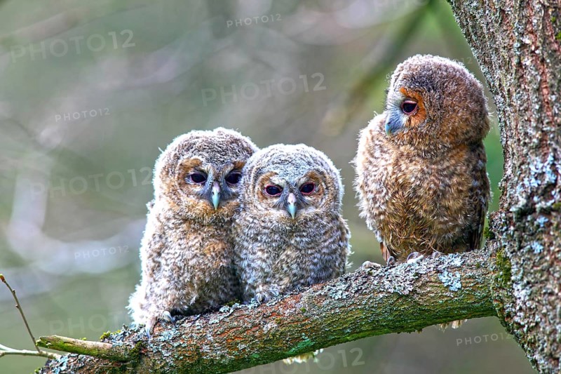 Three young Tawny Owls or Brown Owls (Strix aluco) perched on a tree