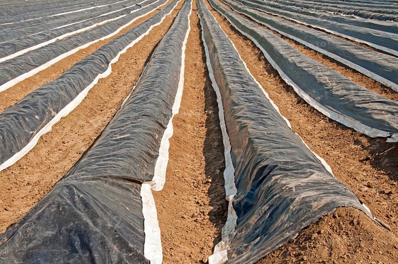 Asparagus field covered with plastic sheets