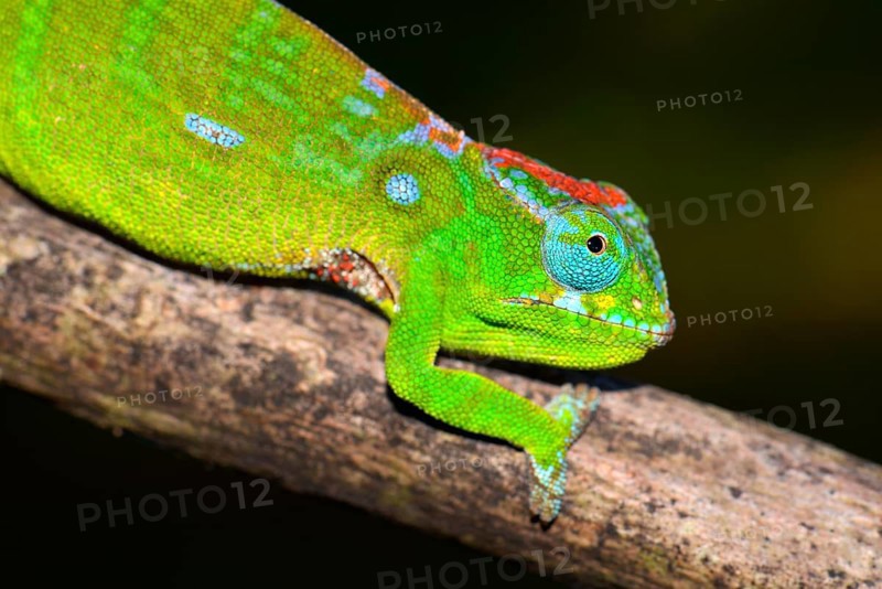 Petter's Chameleon (Furcifer petteri)