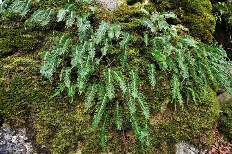 Hard Shield Fern (Polystichum aculeatum) on a moss-covered rock