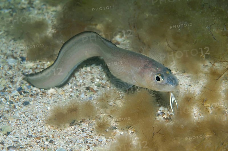Roche's Snake Blenny (Ophidion rochei)