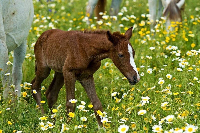 Newborn Arabian foal taking its first steps on a flower meadow