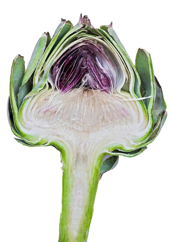 Cardoon or Artichoke Thistle (Cynara cardunculus