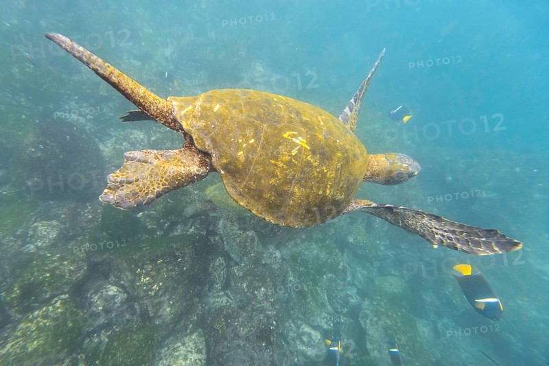 Green Sea Turtle or Pacific Green Turtle (Chelonia mydas japonica) and a Passer Angelfish or King Angelfish (Holacanthus passer)