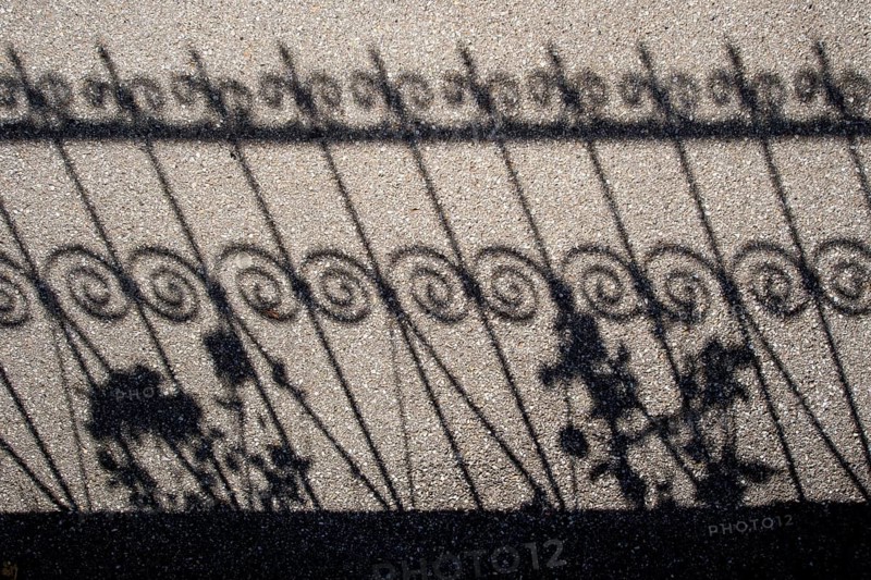 Shadow of a fence and roses on a pavement