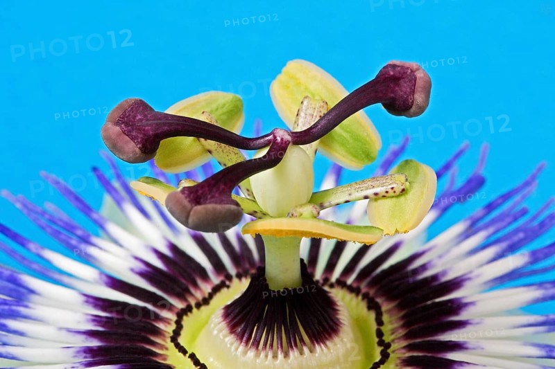 Blue Passion Flower (Passiflora caerulea)