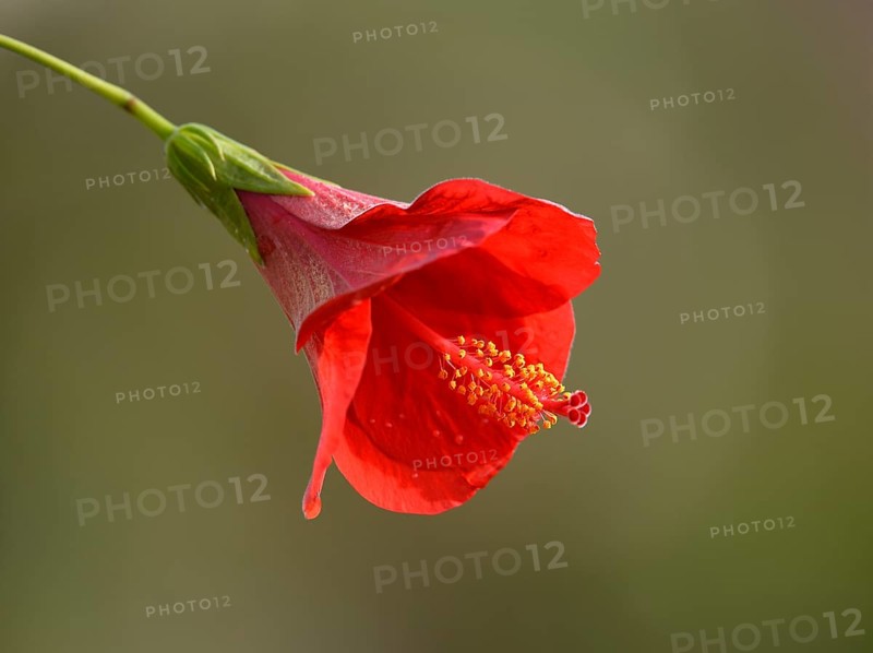 Red hibiscus flower (Hibiscus rosa-sinensis)