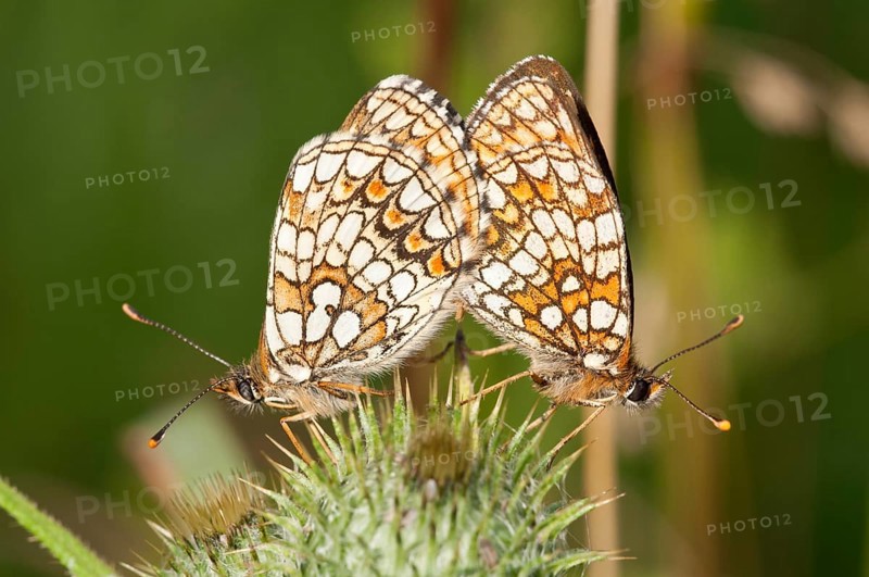 Heath Fritillary (Melitaea athalia)