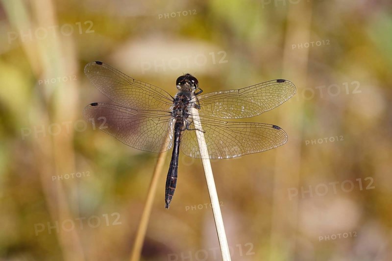 Black Darter (Sympetrum danae) sunning itself on a stalk