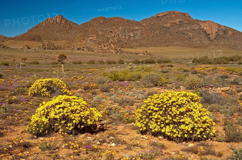 Yellow flowers of the Skaapbos Shrub